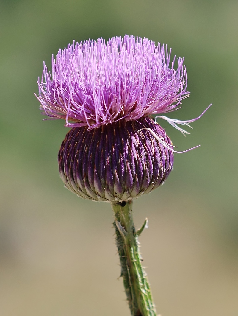 Image of Onopordum armenum specimen.