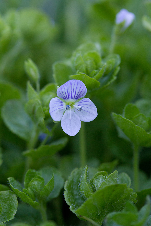 Image of Veronica filiformis specimen.