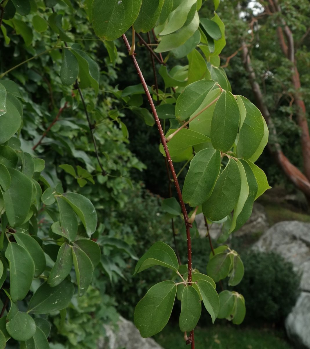 Image of Akebia quinata specimen.