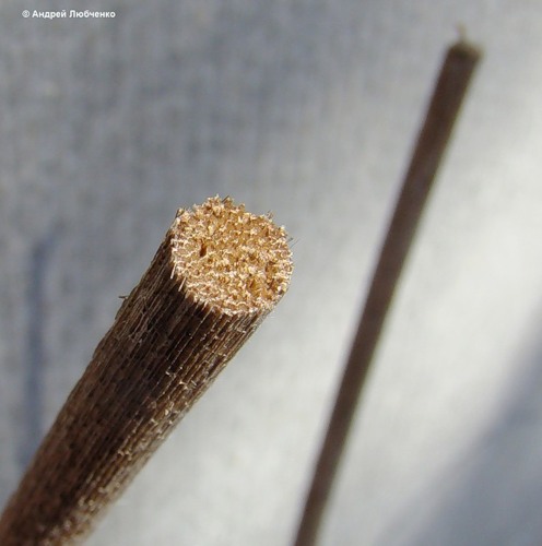 Image of Schoenoplectus tabernaemontani specimen.