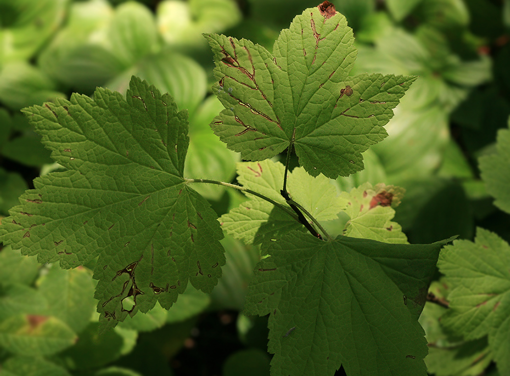 Image of Ribes latifolium specimen.