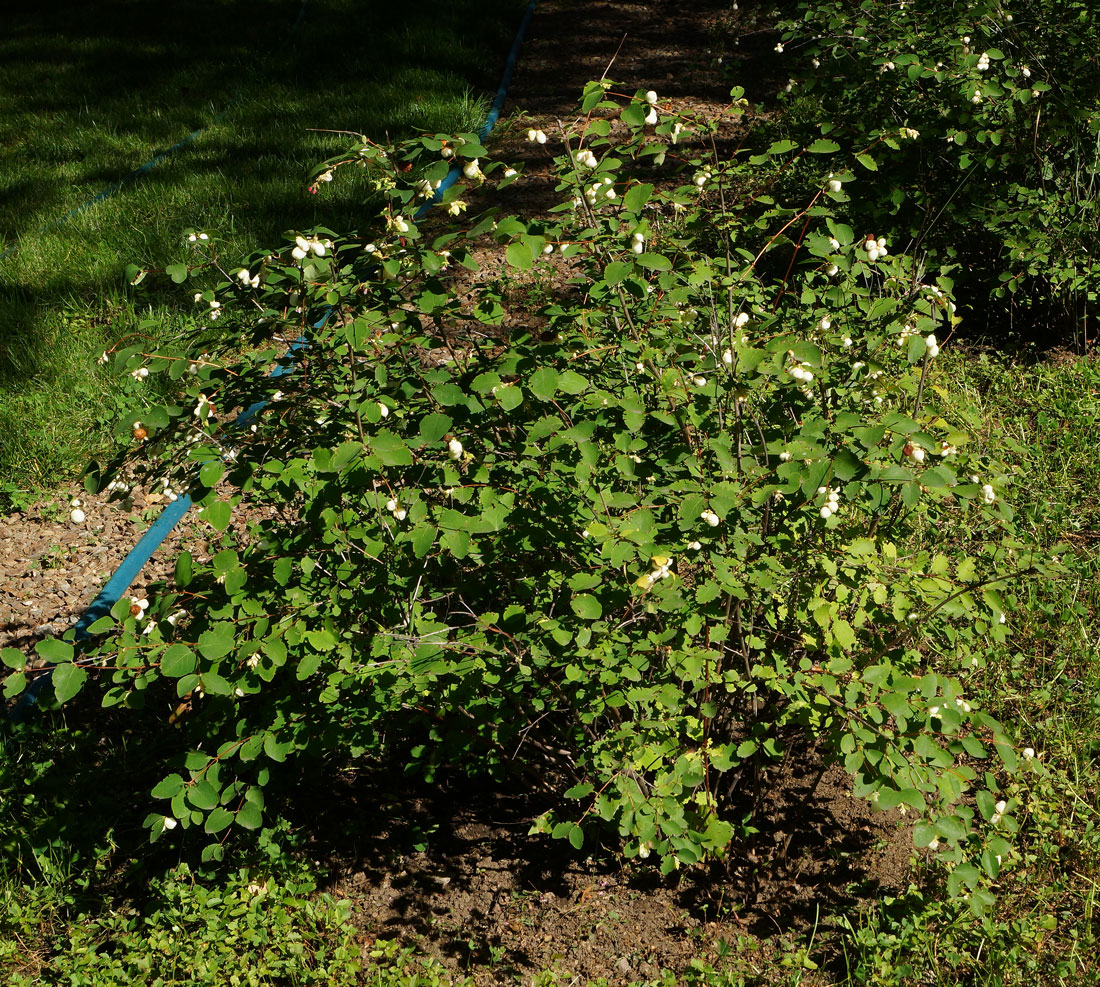 Image of Symphoricarpos albus var. laevigatus specimen.