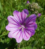 Malva sylvestris