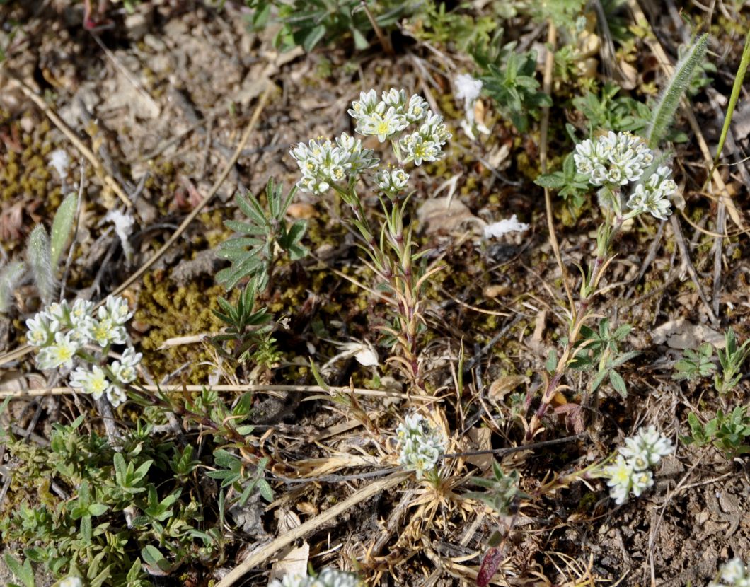 Image of Scleranthus perennis ssp. dichotomus specimen.