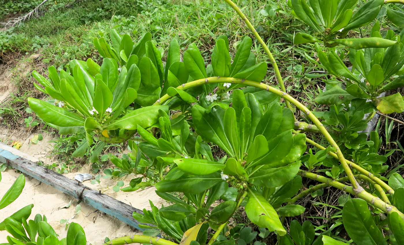 Image of Scaevola taccada specimen.