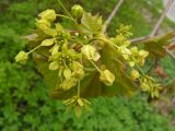 Acer platanoides