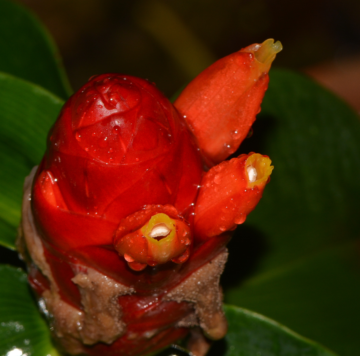 Изображение особи Costus woodsonii.