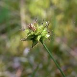 Carex capitata