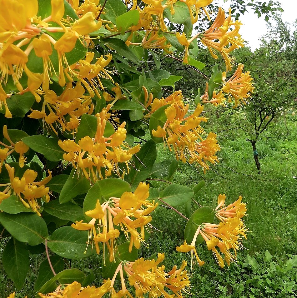 Image of Lonicera &times; tellmanniana specimen.