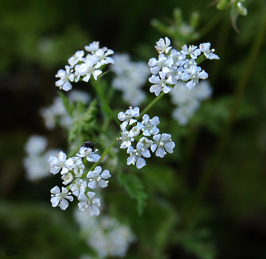 Изображение особи Anthriscus sylvestris.