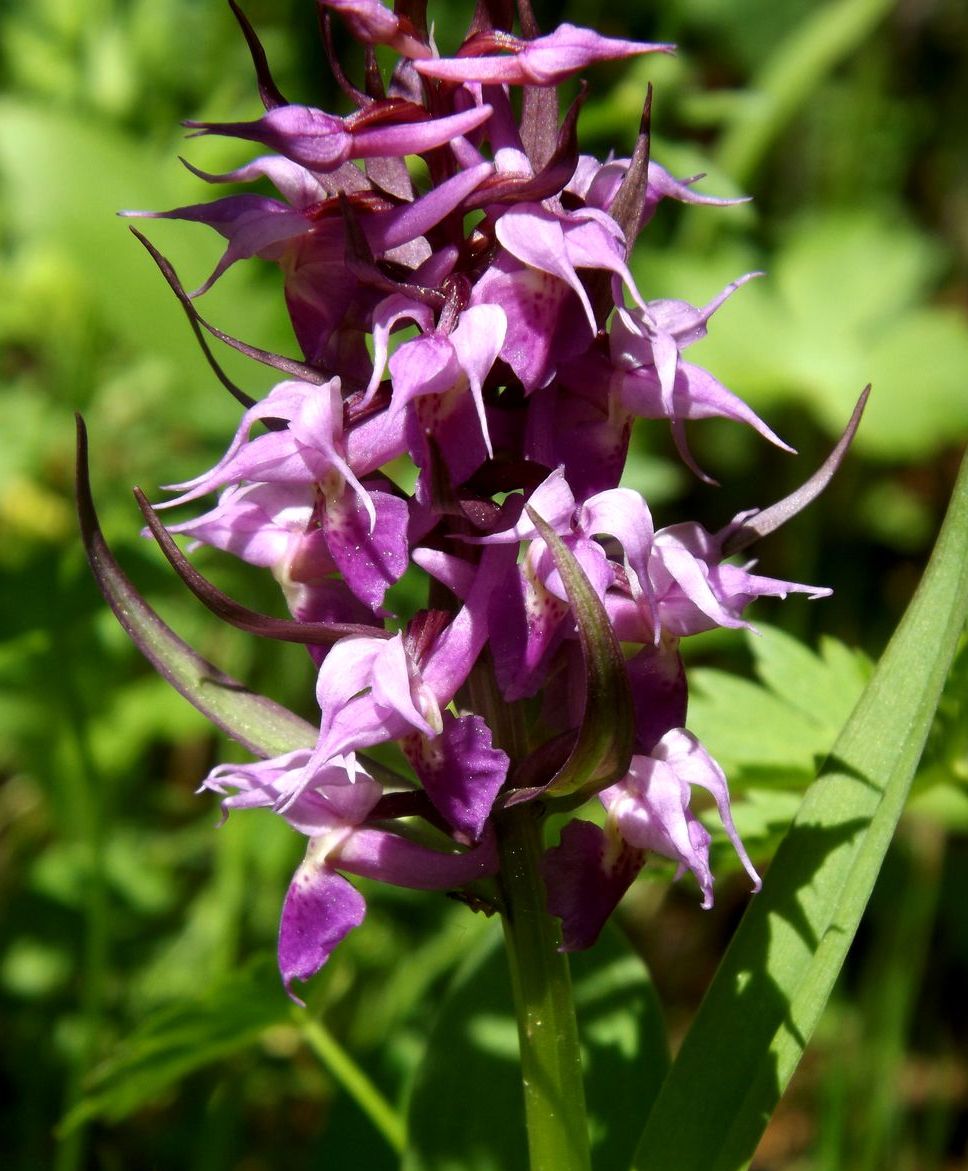 Изображение особи Dactylorhiza aristata.