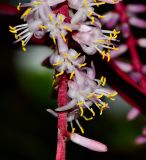 Cordyline fruticosa. Бутон и цветки. Таиланд, о-в Пхукет, ботанический сад. 16.01.2017.