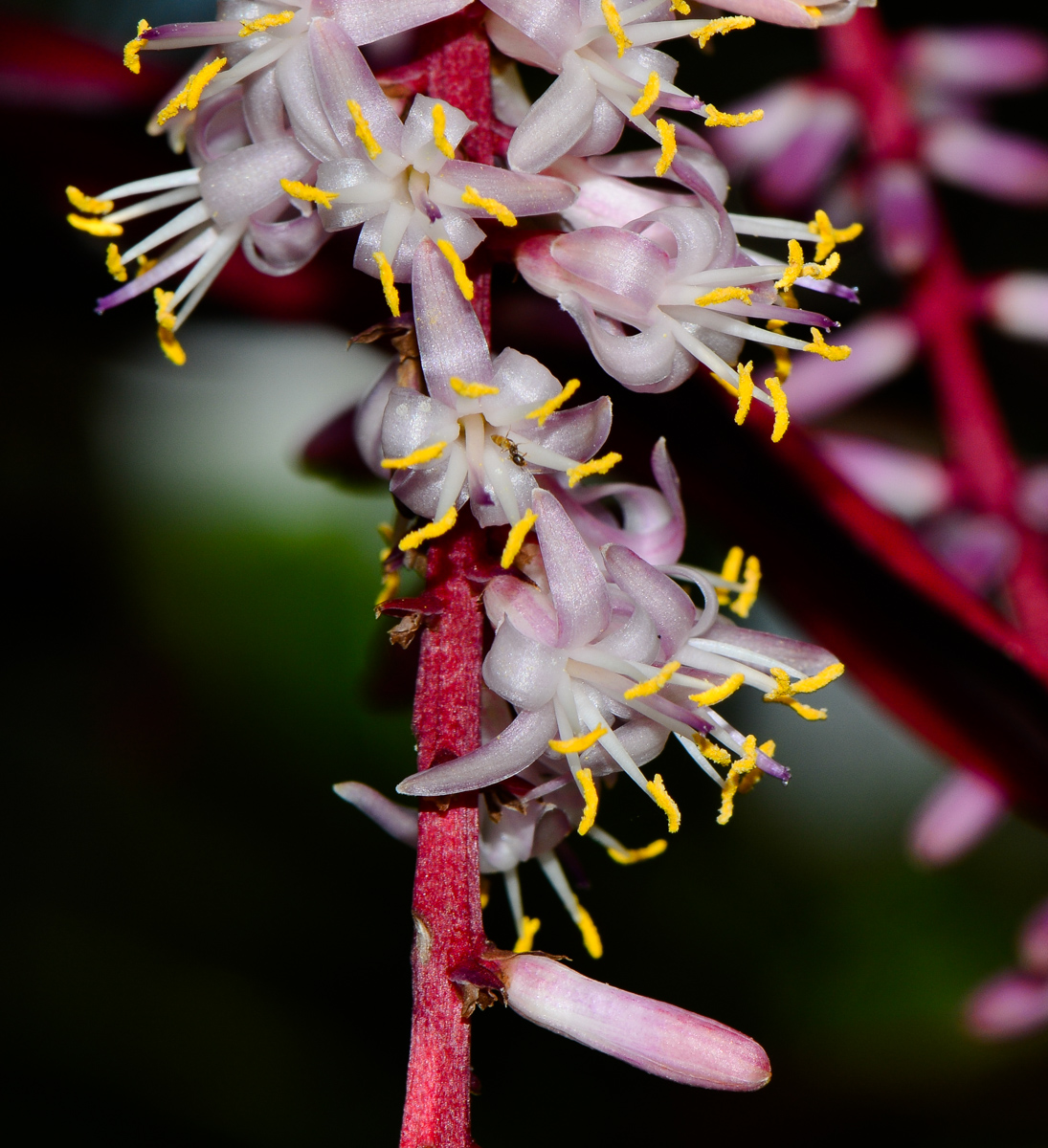 Image of Cordyline fruticosa specimen.