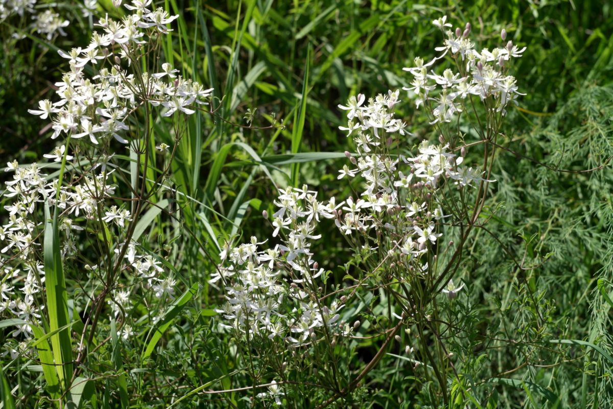 Image of Clematis lathyrifolia specimen.