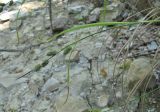 Carex grioletii