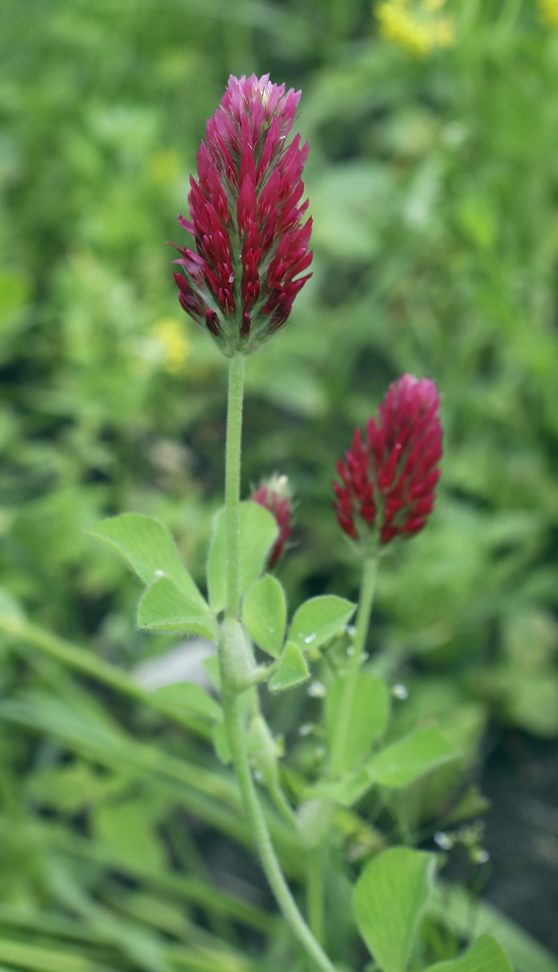 Image of Trifolium incarnatum specimen.