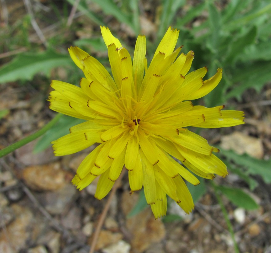 Image of Leontodon caucasicus specimen.