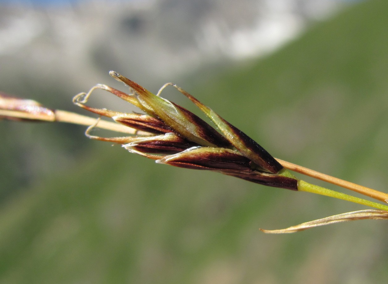 Изображение особи Carex tristis.