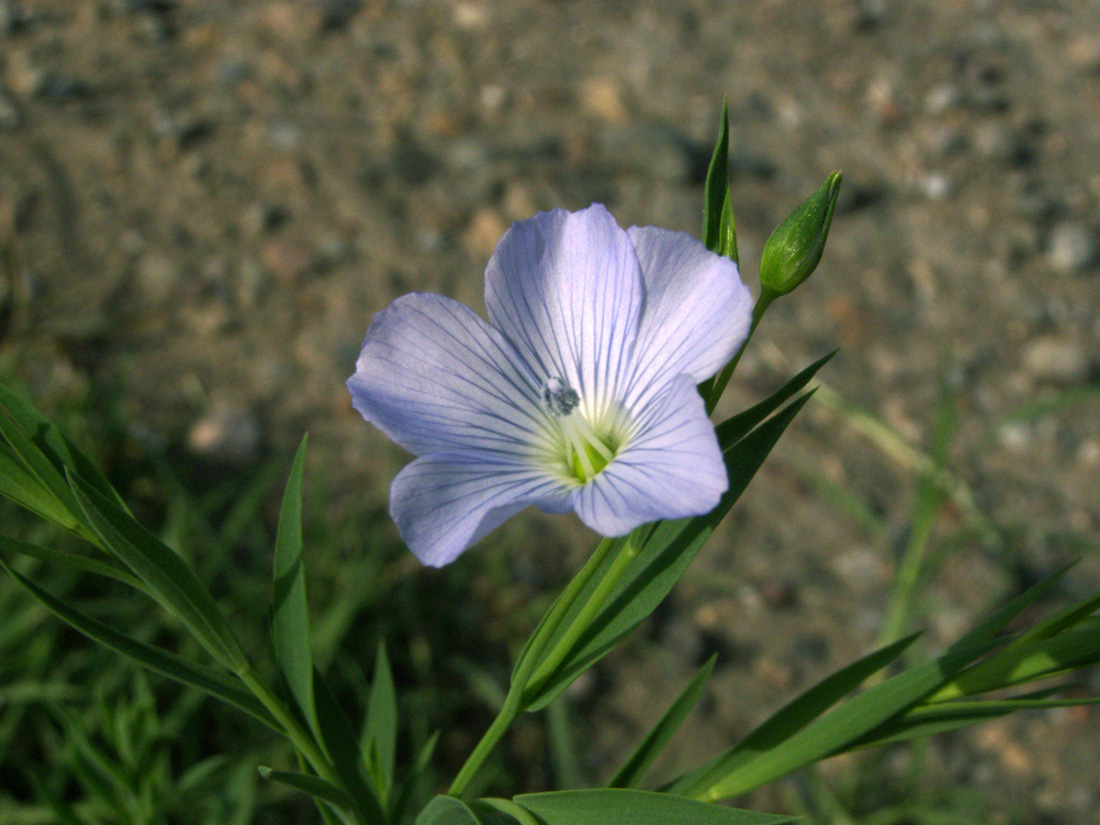 Image of Linum humile specimen.