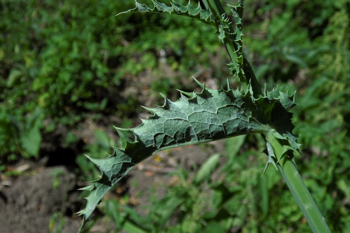 Image of Sonchus asper specimen.