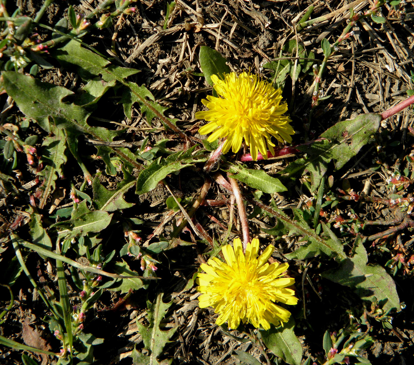 Изображение особи Taraxacum tenellisquameum.