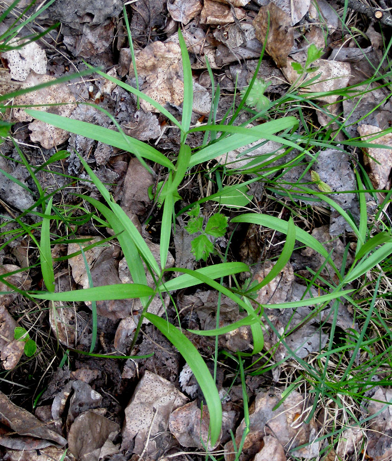 Image of Fritillaria ruthenica specimen.