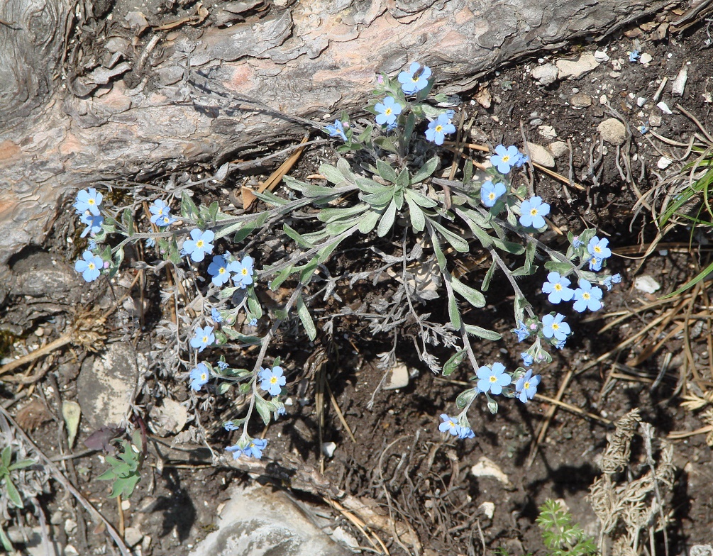 Image of Amblynotus rupestris specimen.