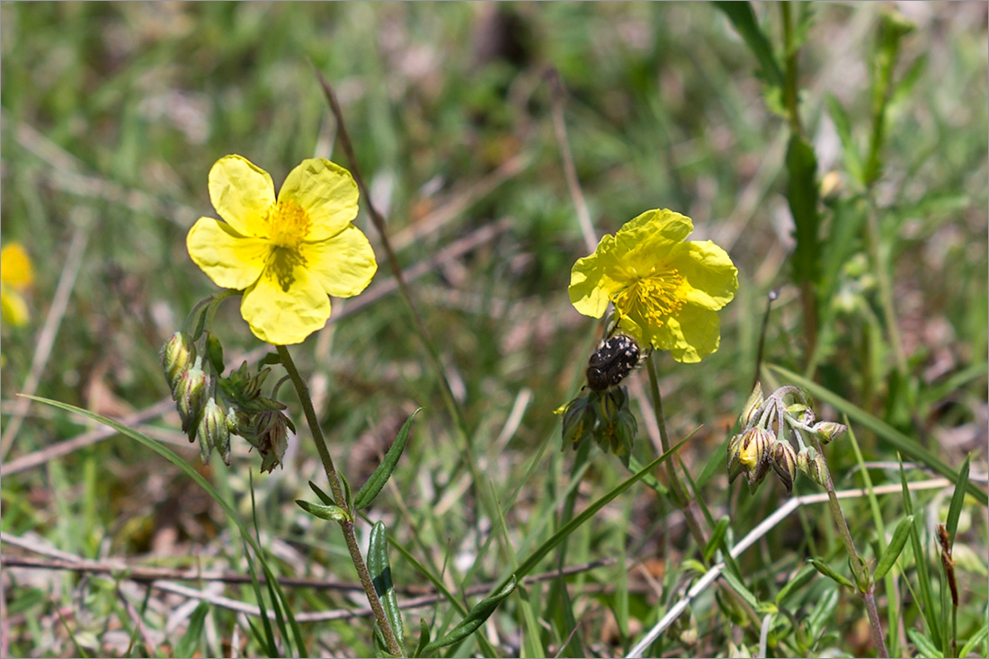 Image of Helianthemum nummularium specimen.