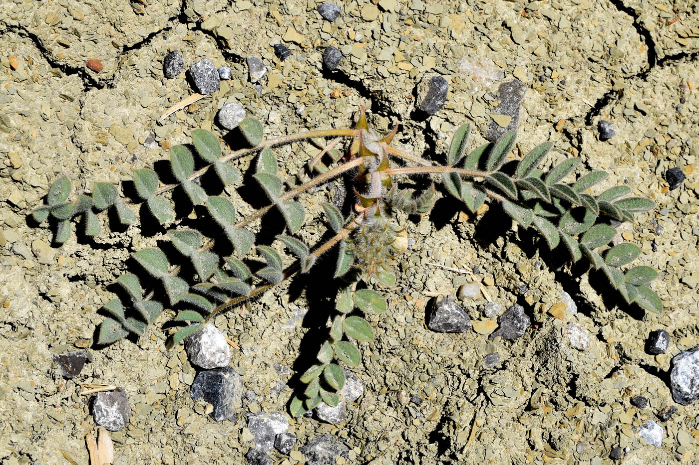 Image of genus Astragalus specimen.