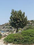 Juniperus oxycedrus подвид macrocarpa. Взрослое дерево с шишкоягодами. Греция, о-в Крит, ном Ханья (Νομός Χανίων), дим Киссамос (Κίσσαμος), прибрежная фригана. 25 июня 2017 г.