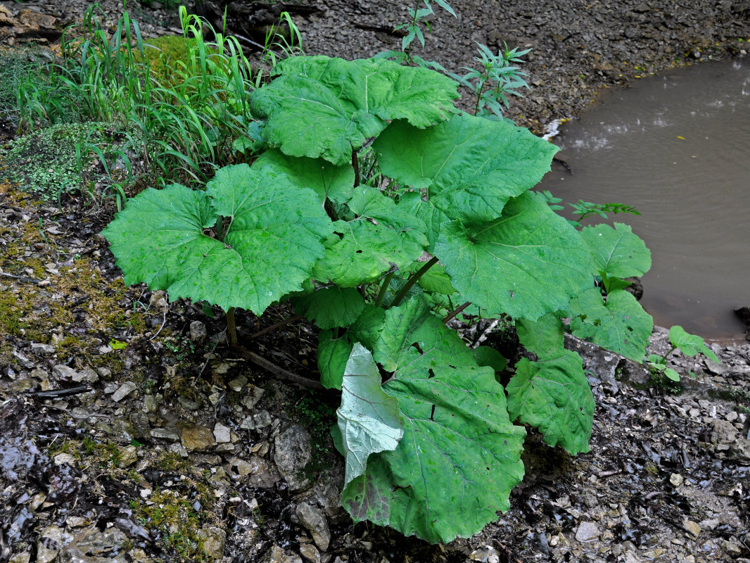 Image of Petasites albus specimen.