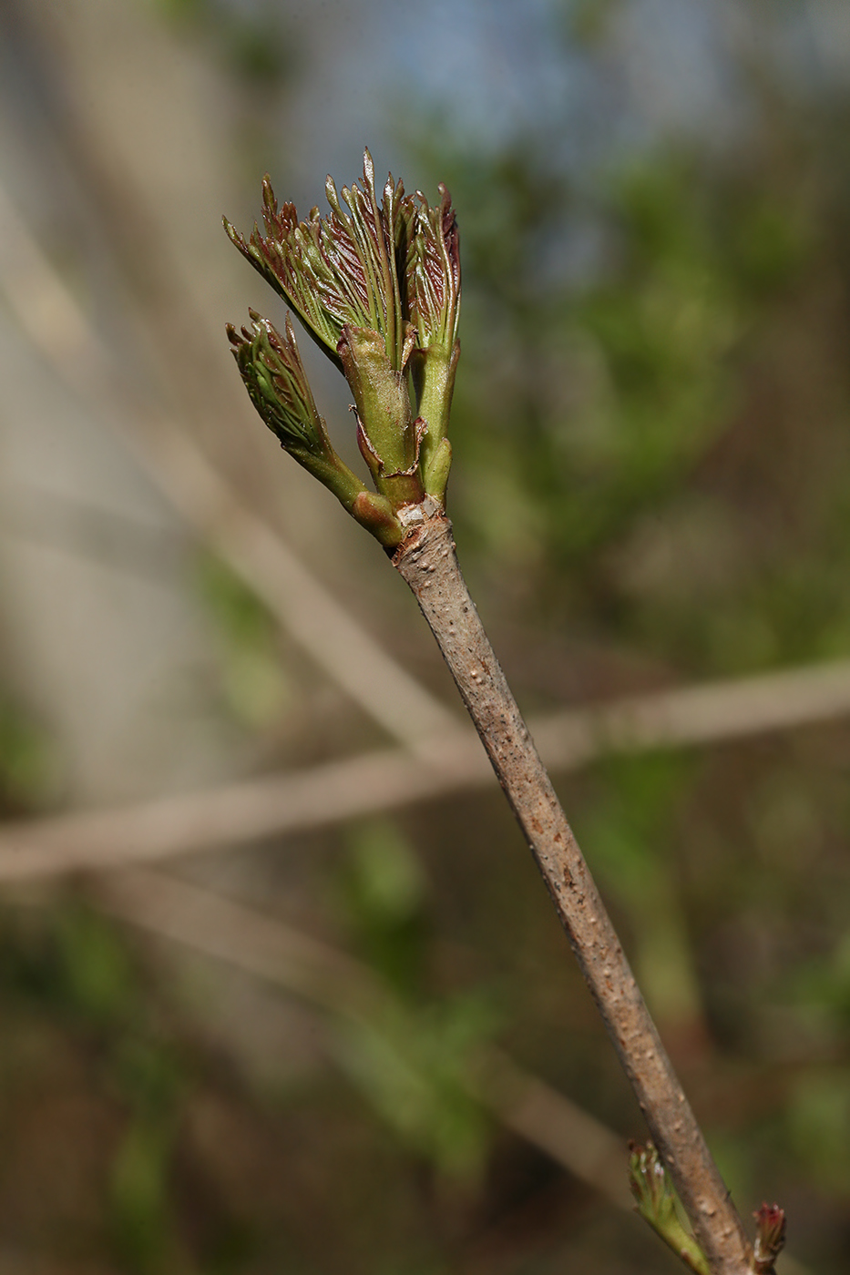 Image of Acer platanoides specimen.