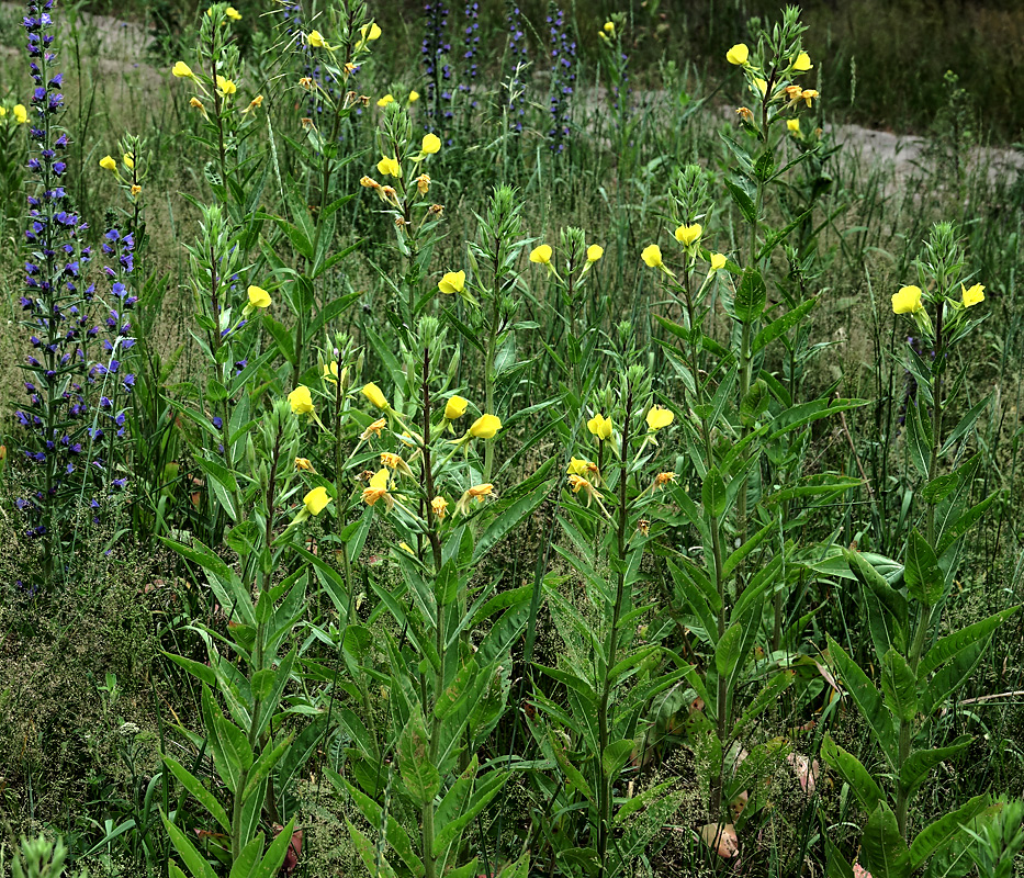 Image of genus Oenothera specimen.