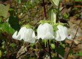 Campanula leskovii