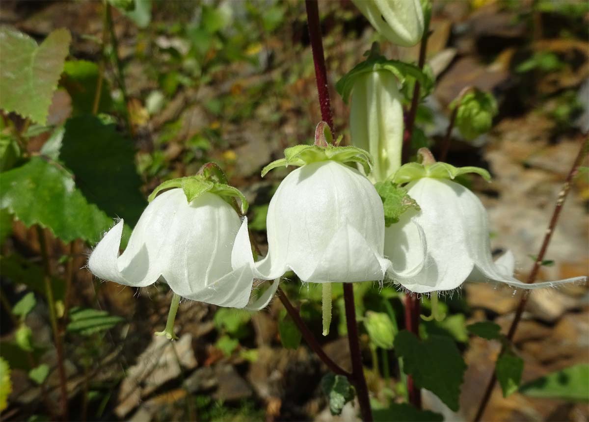 Изображение особи Campanula leskovii.