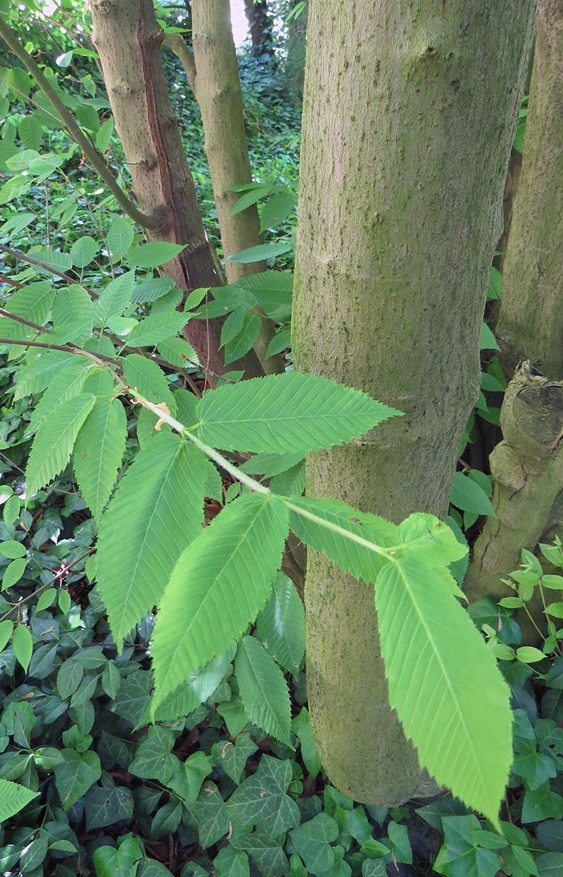 Image of Acer carpinifolium specimen.