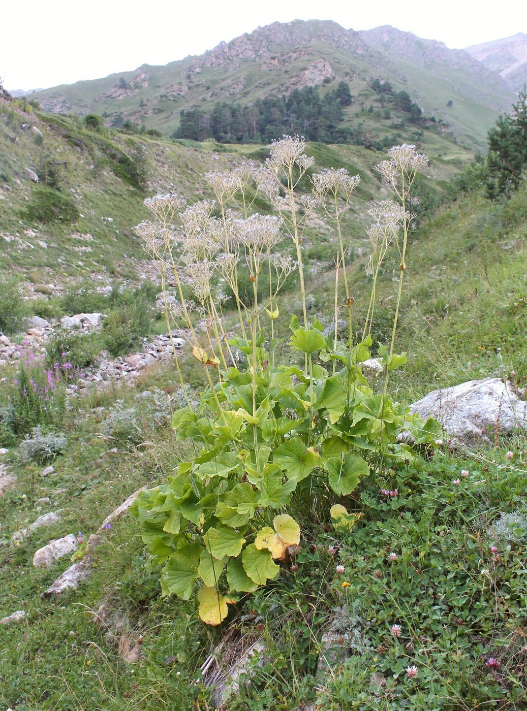 Изображение особи Valeriana tiliifolia.