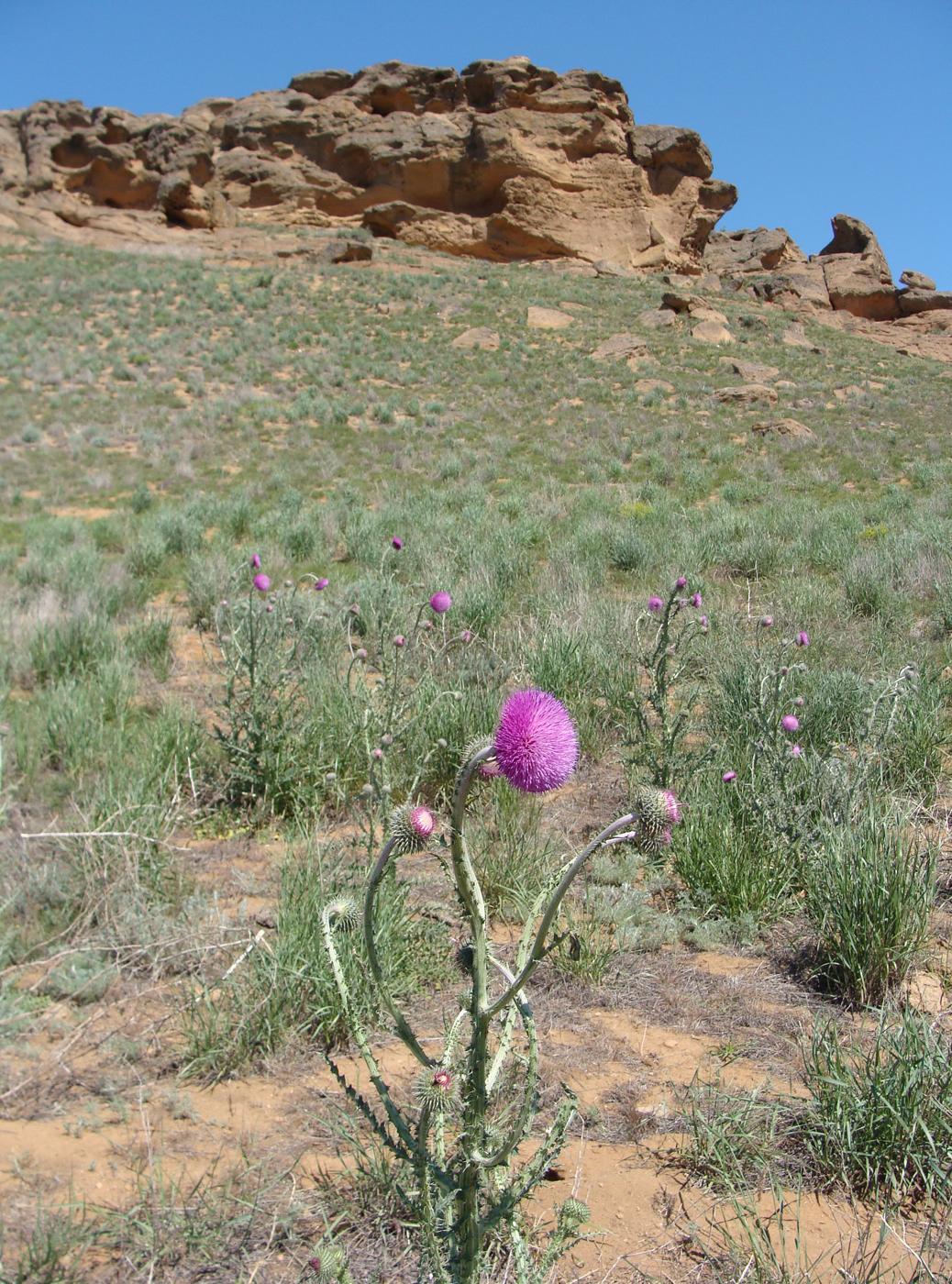 Изображение особи Carduus uncinatus.