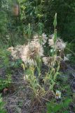 Tragopogon sibiricus