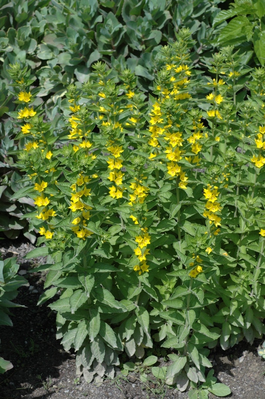 Image of Lysimachia punctata specimen.