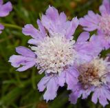 Lomelosia graminifolia. Соцветие. Черногория, нац. Парк Ловчен, гора Језерски врх (1,657 м), участок горной степи возле лестницы, ведущей к мавзолею Петра ll Петровича Негоша. Июля 2018 г.