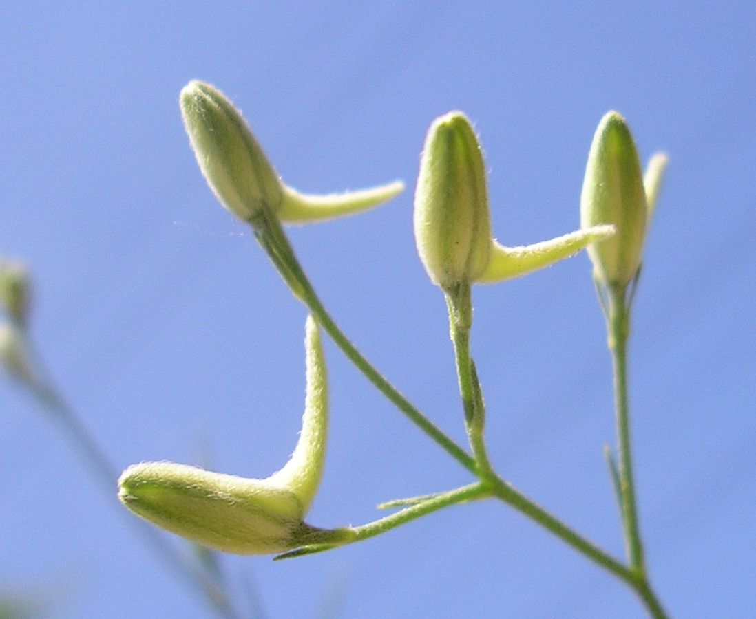 Image of Delphinium consolida specimen.