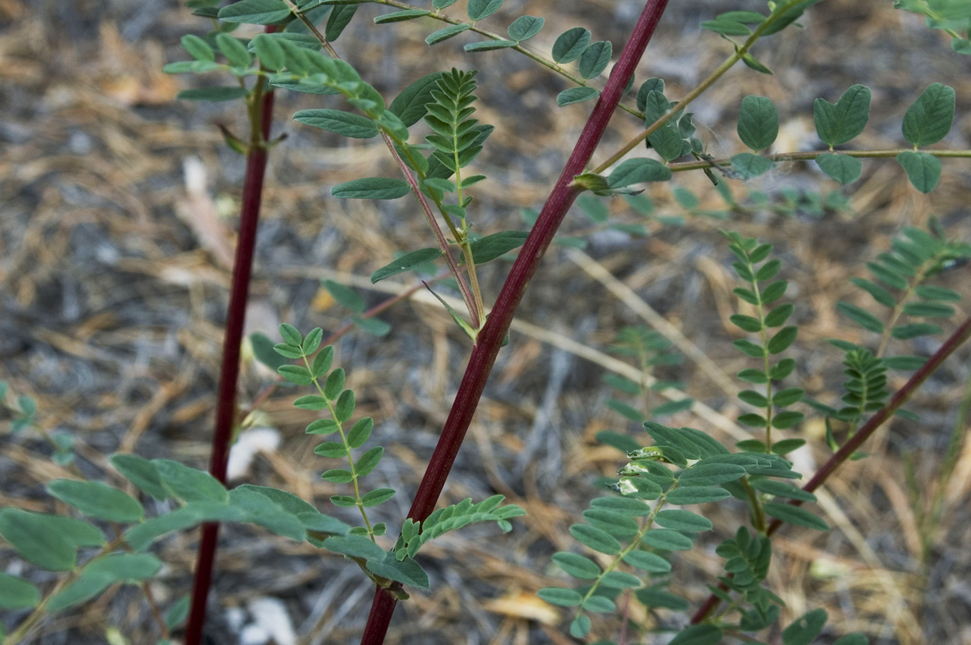Изображение особи Astragalus membranaceus.