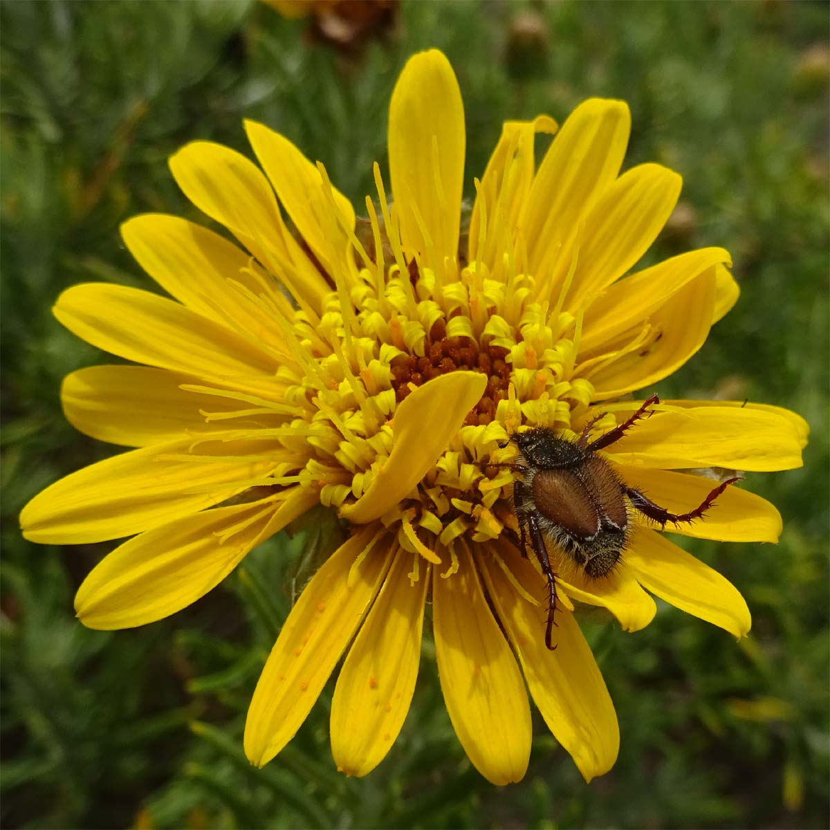 Image of Heterolepis aliena specimen.