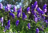 Aconitum × stoerkianum