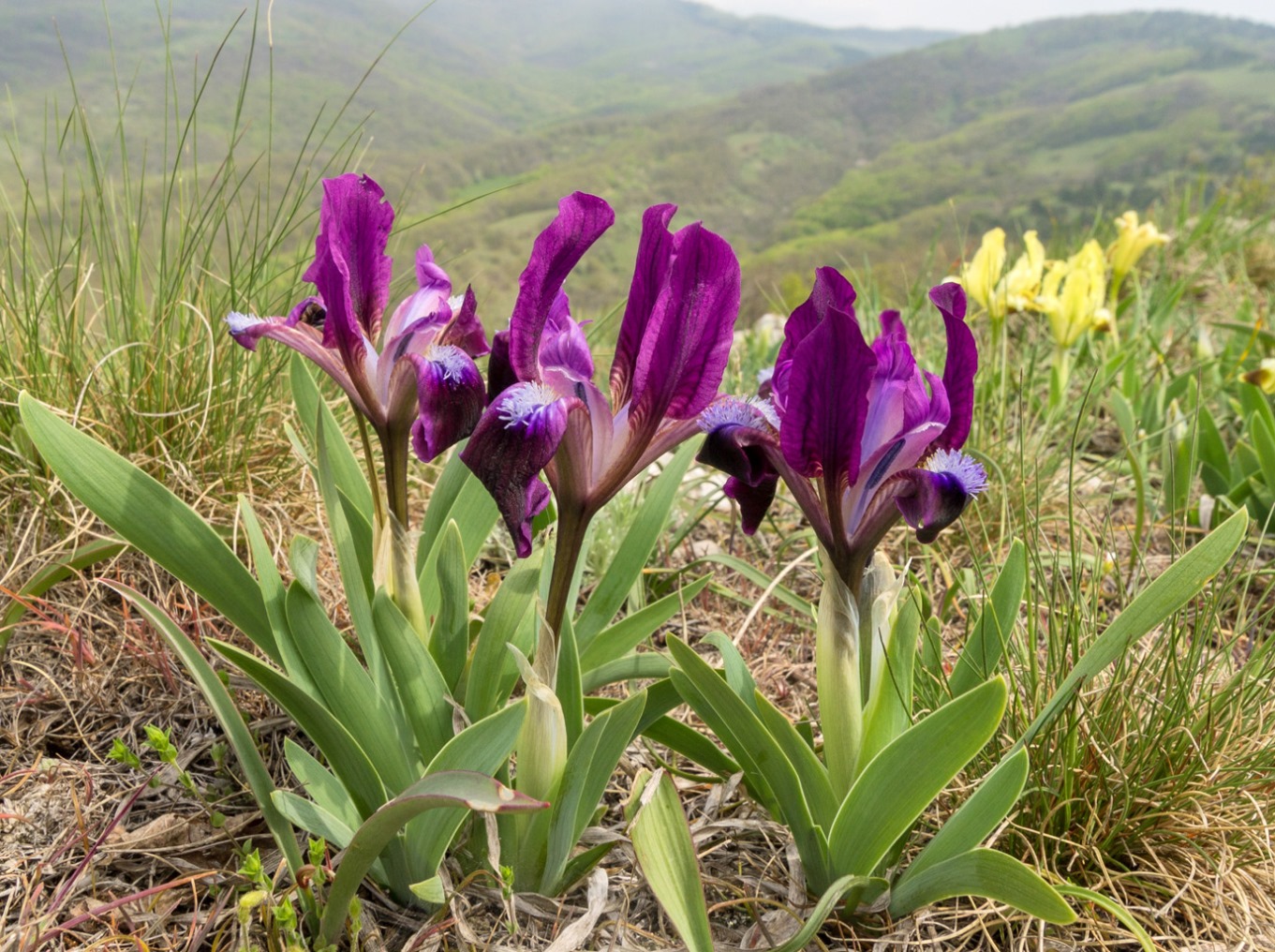 Изображение особи Iris pumila.