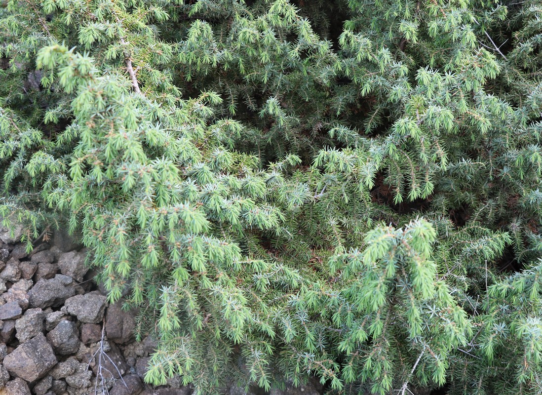 Image of Juniperus oblonga specimen.