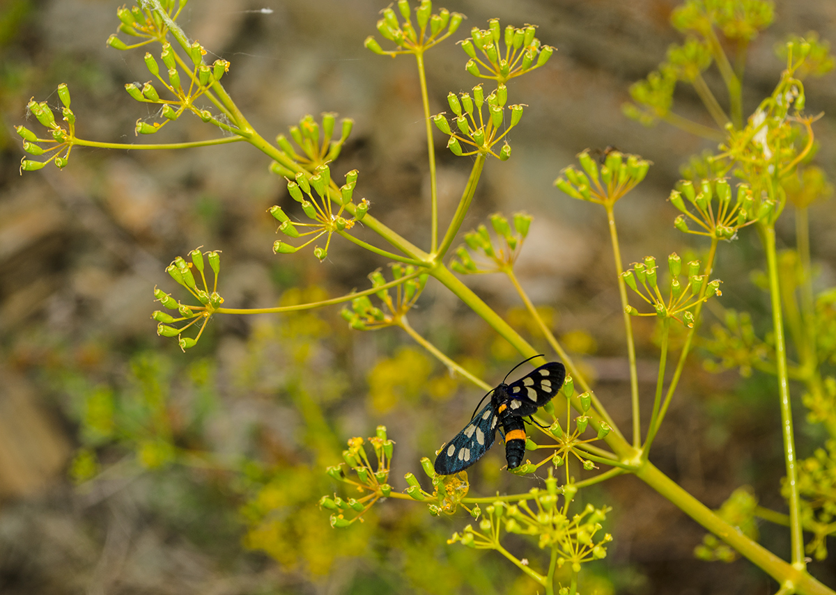 Image of Ferula caspica specimen.