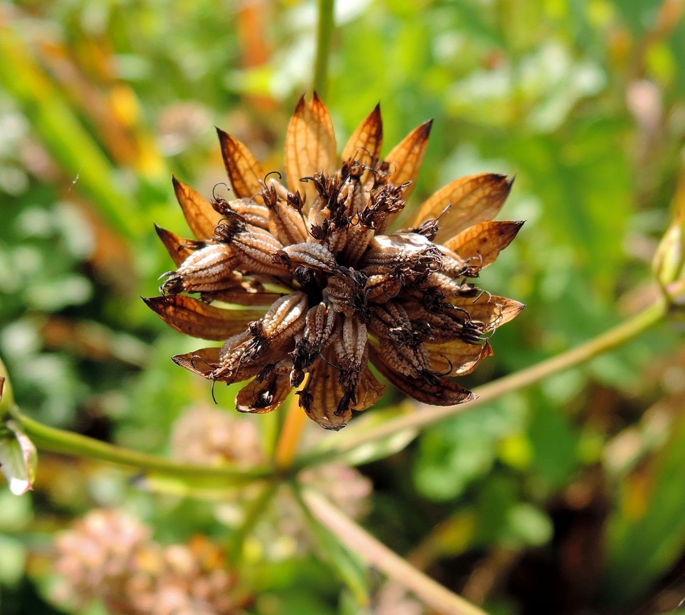 Image of Astrantia major specimen.