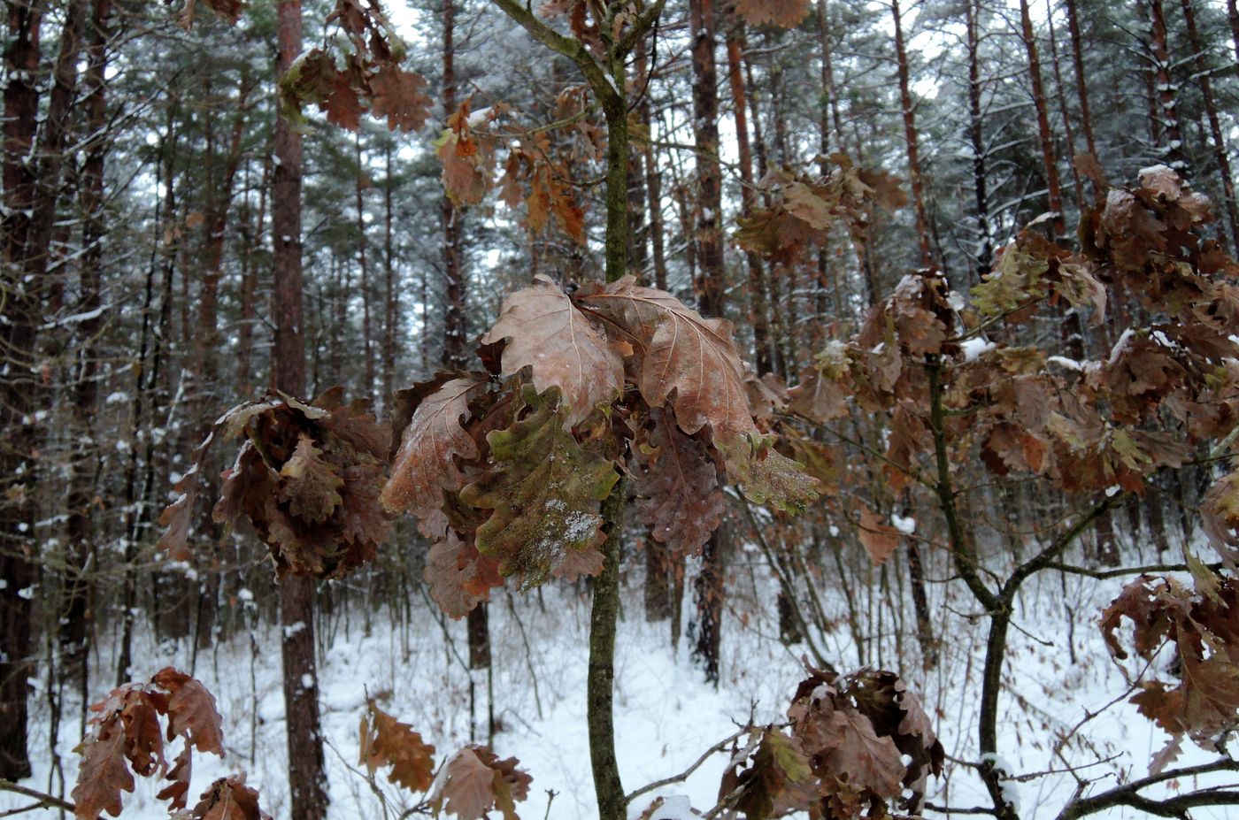 Изображение особи Quercus robur.